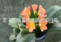 君子兰隔着玻璃晒太阳行吗？