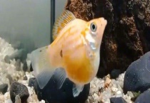 竖鳞病的症状有哪些 附防治措施