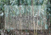 西梅是什么季节的水果