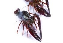 小龙虾吃什么食物 小龙虾的生活习性如何