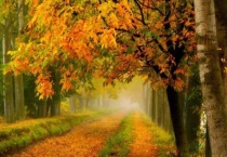 给树取个好听的名字