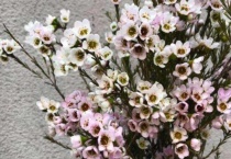 澳梅花花语是什么？