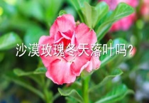 沙漠玫瑰冬天落叶吗？