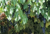 叶霉病用什么药