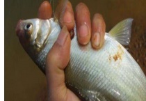 钓鳊鱼商品饵料选择 钓鳊鱼需要注意什么？