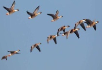 大雁为什么往南飞