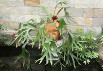 什么是二歧鹿角蕨