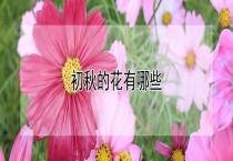 初秋的花有哪些？