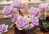 多肉长须子怎么回事