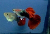 鱼蹭缸的原因？