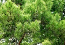 松柏一年四季都是什么颜色的