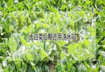 大白菜后期还用浇水吗？