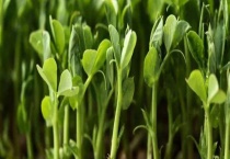 菜苗黄不长是什么原因？