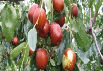 枣树是常绿还是落叶植物 枣树落叶的原因是什么？