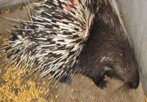 豪猪的繁殖管理的注意事项 种豪猪的选择