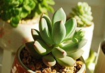 光棍多肉植物怎么修根