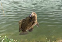 鲫鱼鲤鱼通杀饵料