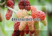 桑果树和养蚕的桑树是一样的吗？