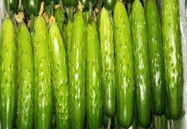 生吃秋黄瓜可以吗 如何辨别秋黄瓜的品质