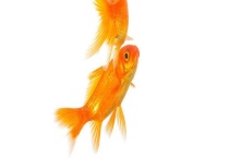 金鱼身上长黑斑怎么办？怎么治疗