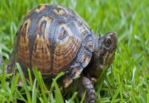 乌龟吃什么 如何喂食