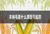羊掉毛是什么原因引起的