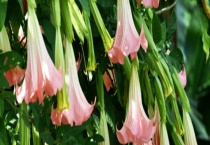 曼陀罗花与秋葵有什么不同 从科属、形态、花朵等方面来区分