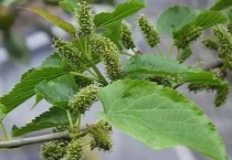 公桑树不结果有啥用