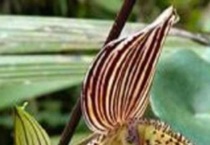 捕人藤花语是什么？