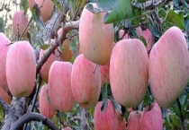 弘前富士苹果的特点