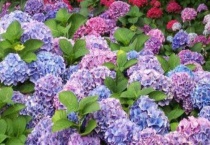 无尽夏花期一年开几次