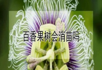 百香果树会消苗吗？