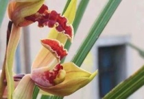 如何鉴别惠兰红香妃