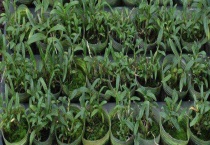 霍山石斛多少钱一斤 附霍山石斛的种植前景