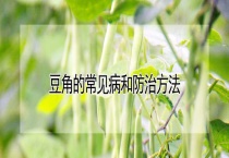 豆角的常见病和防治多久？