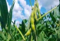 黄豆生长过程 从出苗到花芽分化前 大约20 25天