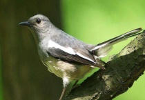 鸟如何训才不怕人