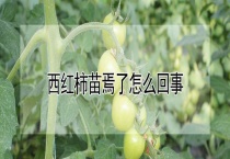 西红柿苗焉了怎么回事