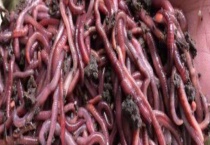 蚯蚓生活环境特点 蚯蚓对光线极为敏感