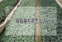 辣椒秧打蔫怎么办？