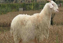 养羊失败的原因？