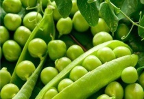 豌豆是双子叶还是单子叶