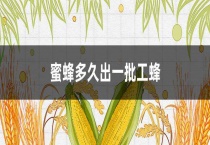 蜜蜂多久出一批工蜂