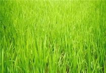 生机农业是什么行业