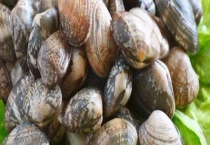 怎样区分芒果螺与花蛤 附芒果螺的挑选多久？