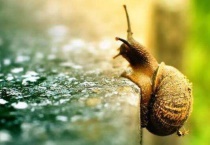 蜗牛属于昆虫还是动物