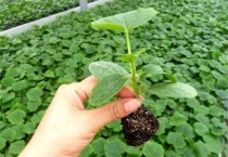 嫁接苗死秧是什么原因？