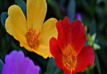 大花马齿苋冬天能活吗？