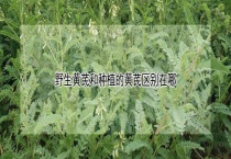 野生黄芪和种植的黄芪区别？在哪