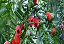 红豆杉和水杉的区别？